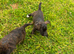 Staffy pup
