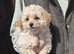 Cavapoochon Puppy