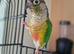 Conure for sale