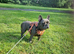 Frenchie girl health checked