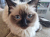 Female Ragdoll cat