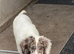 5 month old sproodle male Winston