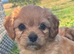 Beautiful Cavachon puppies