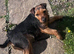 MISSING SMALL TERRIER - WALES