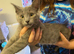 Male kitten