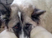 Puppies