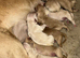 Beautiful litter of golden doors,