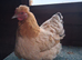 2 bantam hens