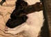 Gorgeous Jackappoo puppies