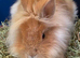 Rescue bunnies looking for homes