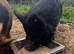 Black Kune Kune cross sow