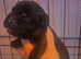 Chuncky labrador puppies