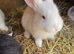 Continental Giant Rabbit Kits &ndash; Available for Booking