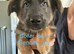 German shepherd puppies