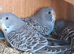 Blackface split budgies