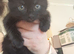 8 week old kittens