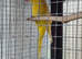 Indian ringneck pair