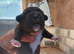 Jack russel X lakeland puppies