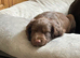 Cocker Spaniel boy