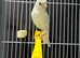 Male Irish fancy canary with cage