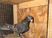 Color racing pigeons