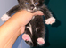 Beautiful female kitten 8 weeks old ready now