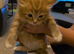 4 gorgeous kittens available