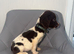 4 beautiful puppy's looking new home