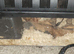 YOUNG CORN SNAKE