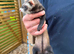 Female polecat / female ferret