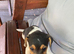 Jack Russell, Puppy