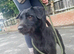 Patterdale Terrier