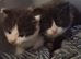 Three beautiful tame kittens