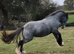 Stunning two year old cob for sale