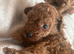 Toy poodle 1 boy 1 girl available only