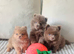 Amazing lilac girls russian line pomeranians