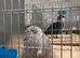 Pekin pair