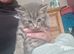 6 beautiful kittens READY NOW