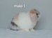 Purebred mini lop rabbits