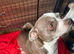 2 chihuahua pups (2 boys)