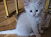Beautiful Maine coon kittens