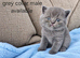 British shorthair kittens