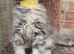 Beautiful blue torbie maine coon