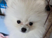 Beautiful Female White Pomeranian Puppy - Fluffy, Healthy & Playful