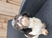 9 month old female Shih tzu