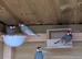 4 Java Finches/Sparrows £40 For 4