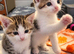 Kittens
