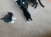 1 boy 1 girl black and white kittens - AVAILABLE TO COLLECT THIS WEEK!