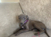 Blue whippet puppy&rsquo;s