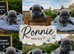 Exotic Pug puppies